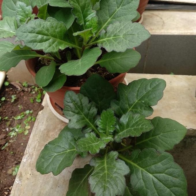 

Terlaris Daun Dewa Segar Organik / Pupuk Dr Pembusukan Buah Buahan