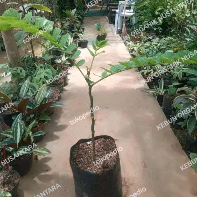 

Terlaris Bibit Ketepeng Cina/Bibit Tanaman Herbal Ketepeng Cina