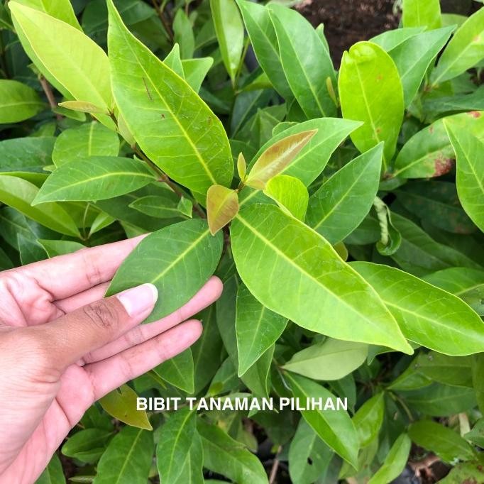 

Terlaris Bibit Tanaman Daun Salam Bumbu Masak Rimbun Herbal Outdoor Rempah