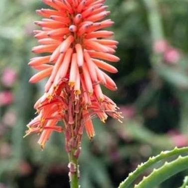 Terlaris Tanaman Herbal Lidah Buaya Bunga/ Bungga Lidah Buaya