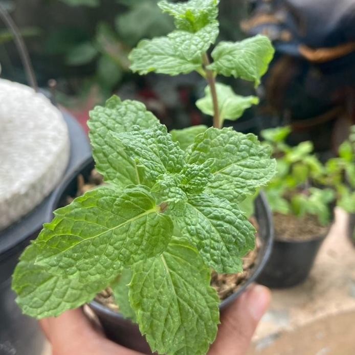 

Terlaris Bibit Daun Mint Tanaman Atau Papermint Tanaman Herbal Instan Delivery