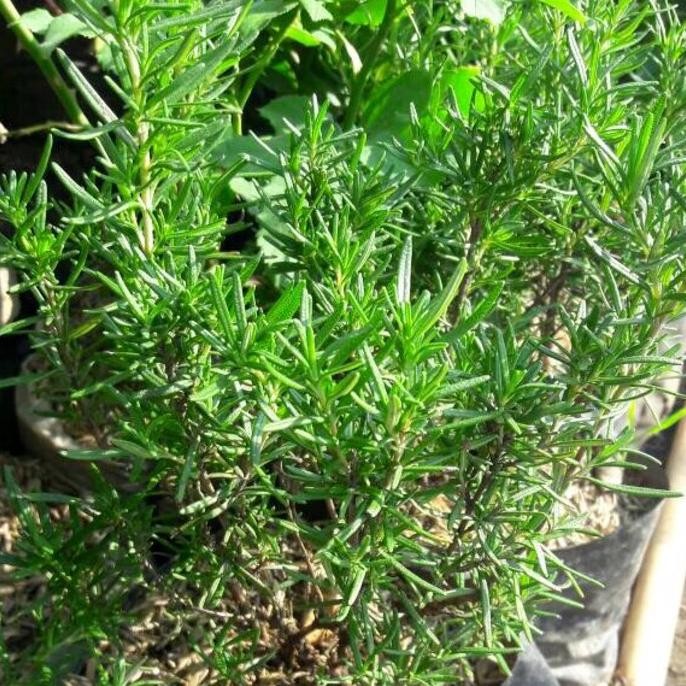 

Terlaris Pohon Rosemary/Daun Rosemary/Tanaman Herbal/Wangi Jahe