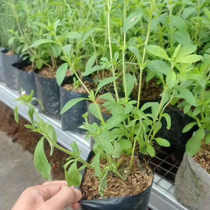 

Terlaris Tanaman Herbal Stevia Pemanis Alami