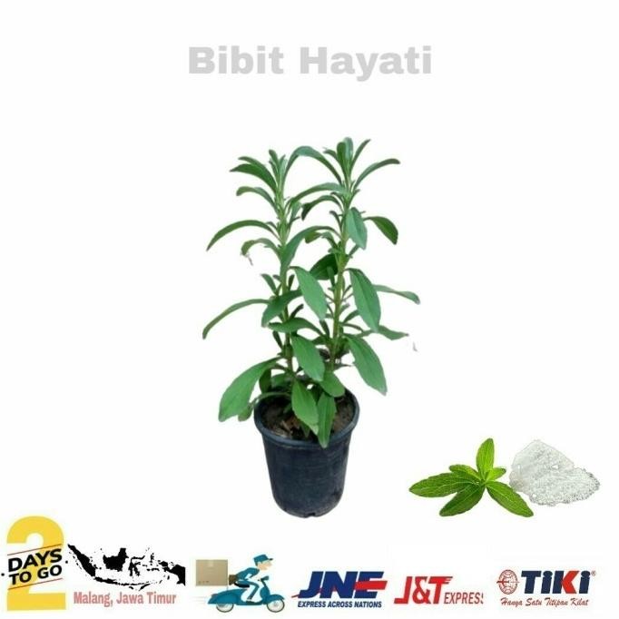 

Terlaris Tanaman Herbal Rasa Gula "Stevia