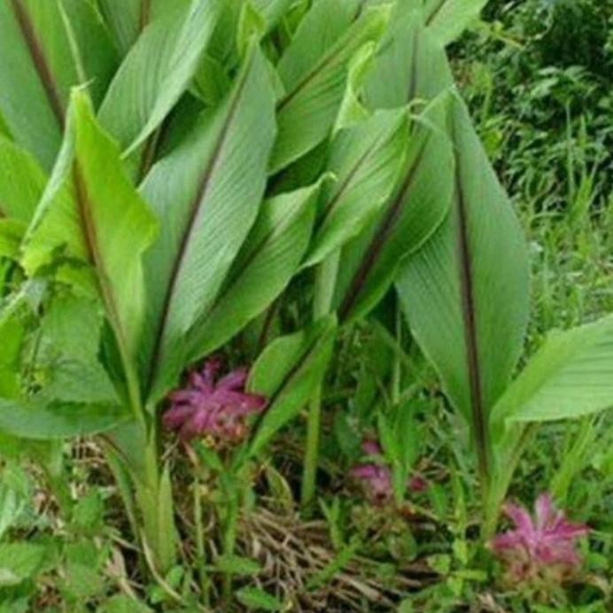 

Terlaris Bibit Temulawak Tanaman Herbal Sudah Berbentuk Pohon