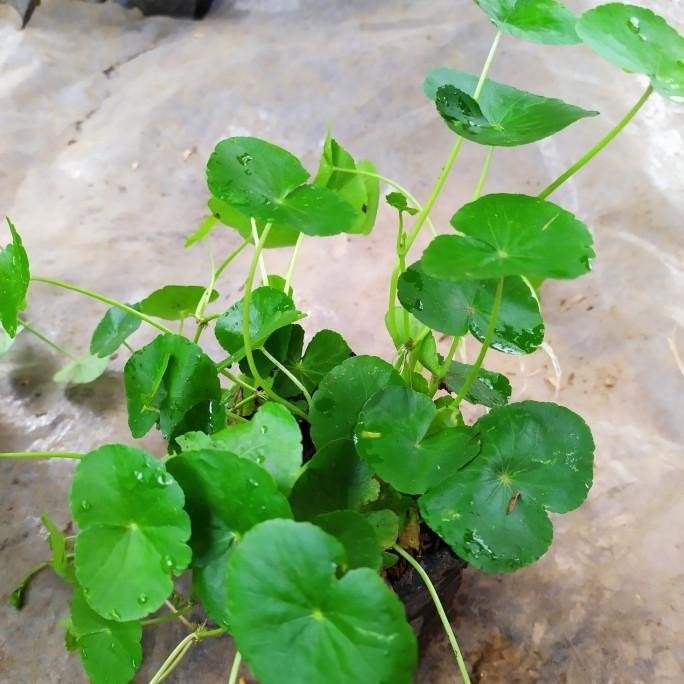 

Terlaris Bibit Pohon Atanan Daun Antana Pegagan Tanaman Air/Tanah Rambat Herbal