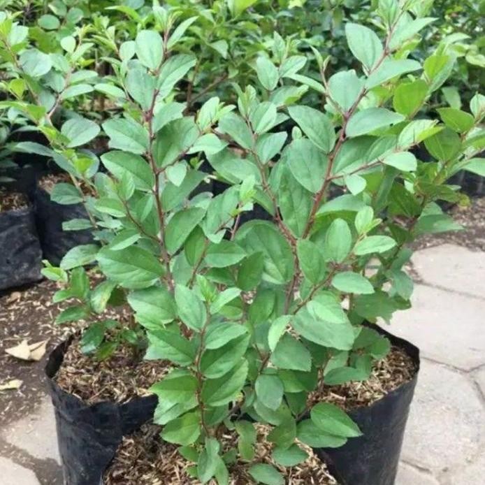 

Terlaris ( Bisa Cod ) Tanaman Herbal Daun Bidara Arab Asli Pohon Bidara Arab