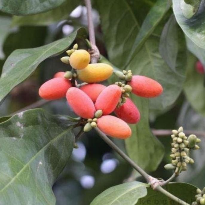 

Terlaris Bibit Tanaman Melinjo/Pohon Melinjol/Tangkil/Sayur/Herbal/Murah