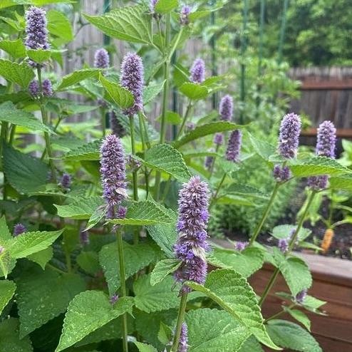 

Terlaris Tanaman Herbal Peppermint / Pepermin