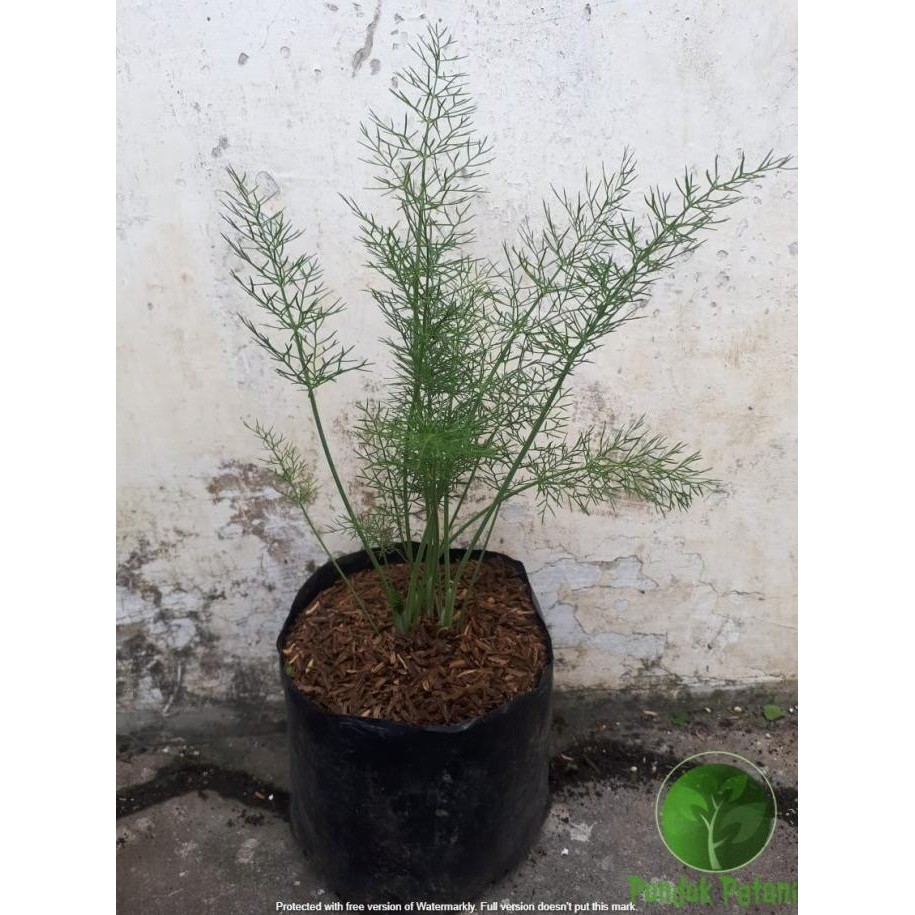 

Terlaris Tanaman Herbal Daun Adas - Daun Dill