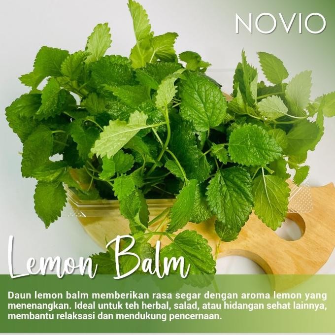 

Terlaris Lemon Balm Leaf Fresh/Tanaman Herbal/Leaf