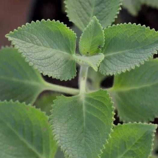 

Terlaris Tanaman Herbal Jinten