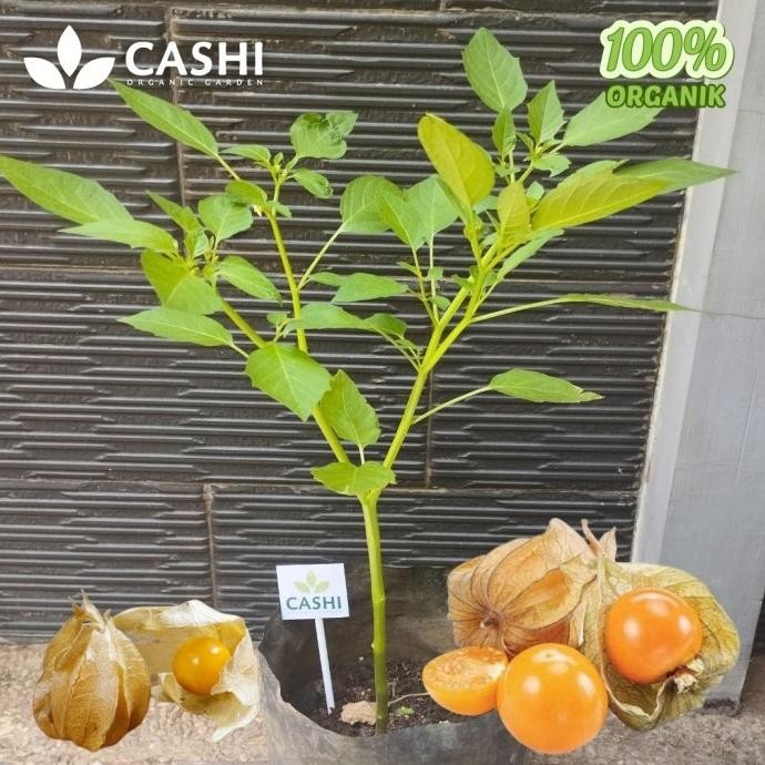 

Terlaris Bibit Ciplukan Tanaman Buah Golden Berry Herbal Cecendet