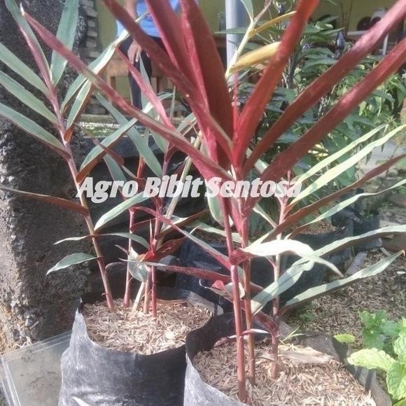 

Terlaris New1-Bibit Tanaman Herbal Jahe Hitam Wulung - Tanaman Herbal Langka - Tanpa Pot