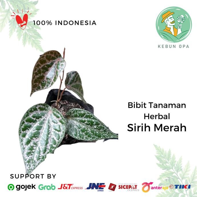 

Terlaris Tanaman Herbal Sirih Merah Bibit Tanaman Obat Suruh Merah