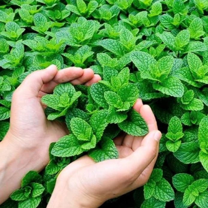 

Terlaris Tanaman Herbal Daun Mint