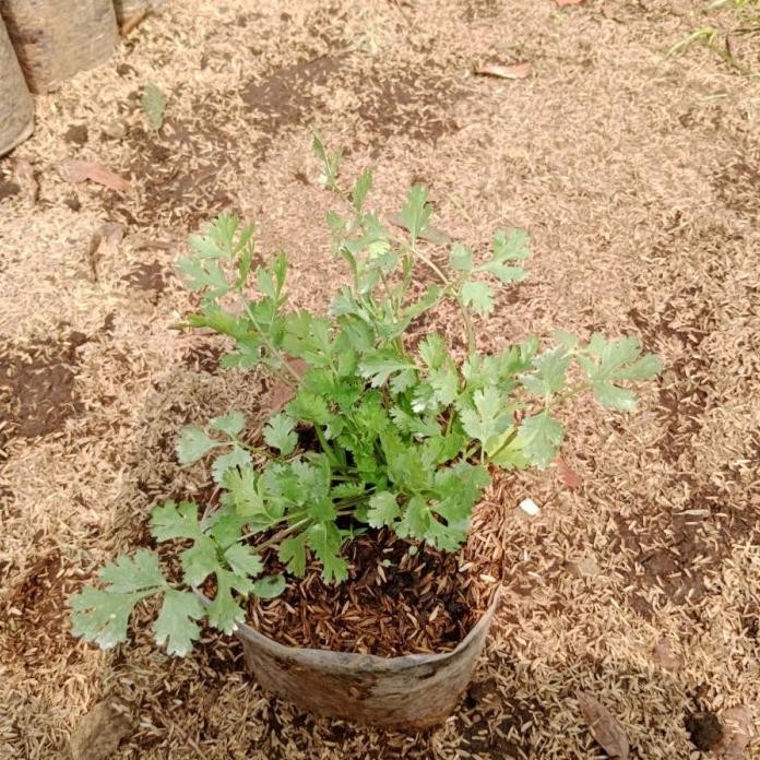

Terlaris Tanaman Daun Ketumbar - Bibit Sayuran Herbal Coriander