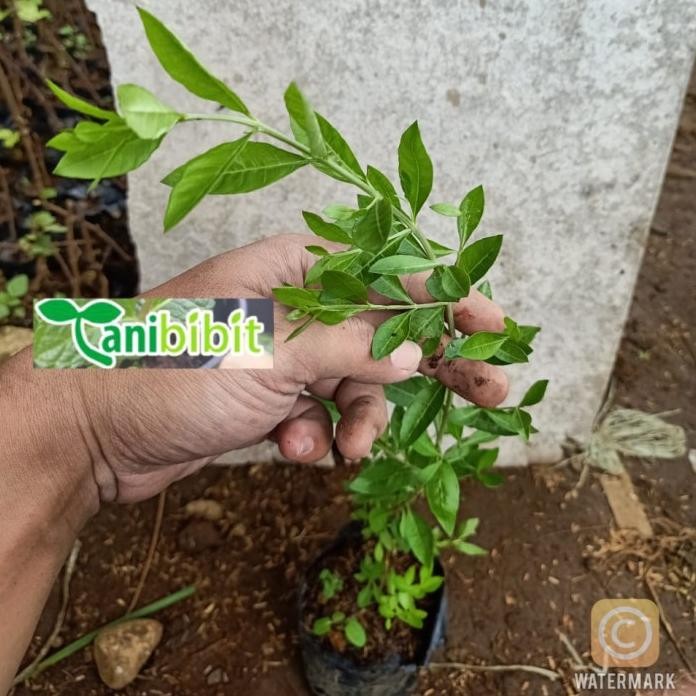 

Terlaris Bibit Tanaman Daun Henna Pacar Kuku/Pacar Arab Tanaman Herbal Inai