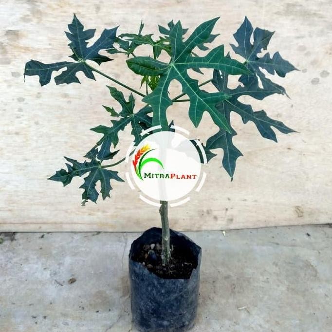 

Terlaris Bibit Pohon Pepaya Jepang - Tanaman Daun Gedi Sayur - Tanaman Herbal