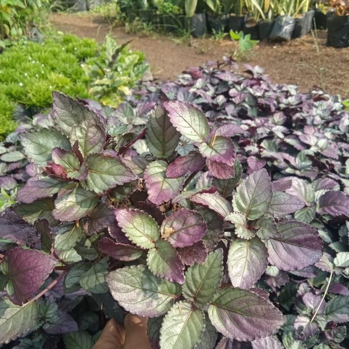 

Terlaris Tanaman Herbal Daun Remuk Daging