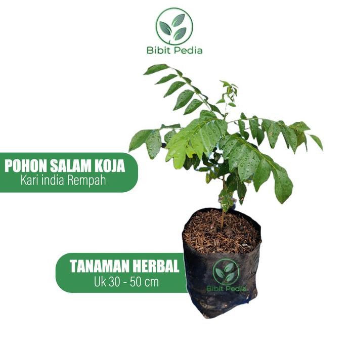

Terlaris Bibit Tanaman Kari Koja Daun Salam India