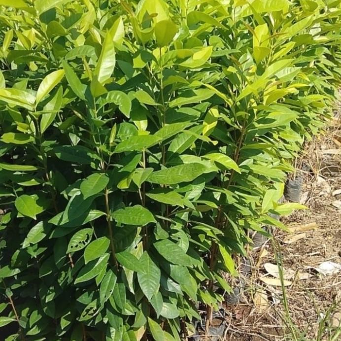 

Terlaris Bibit Buah Salam / Daun Salam Bumbu