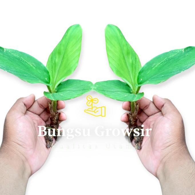 

Terlaris Bibit Tanaman Temu Kunci 1 Pcs