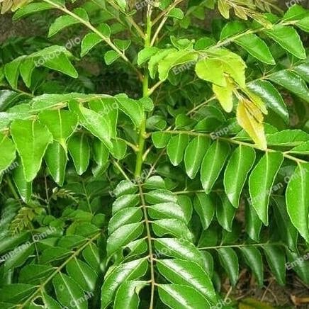 

Terlaris Grosir - Bibit Daun Kari Koja / Salam Koja / Daun Tumurui Siap Tanam