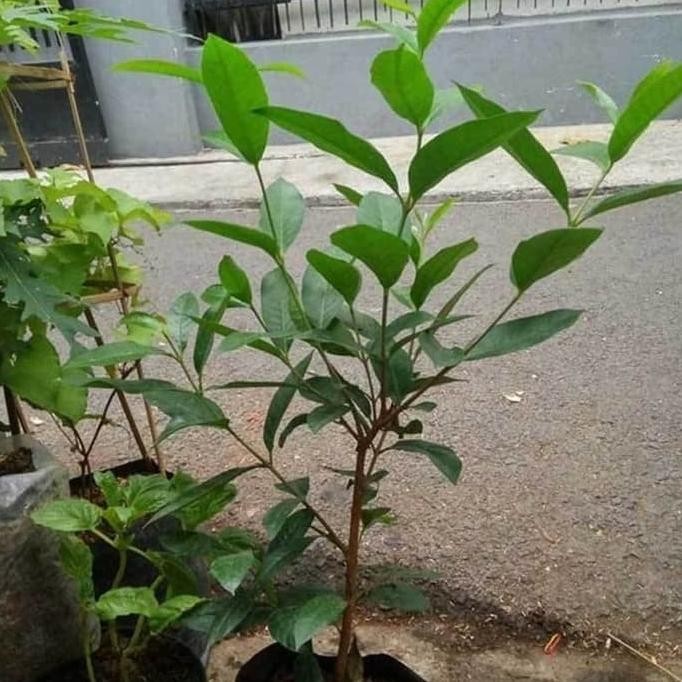 

Terlaris Bibit Tanaman Daun Salam Daun Rempah Terlaris