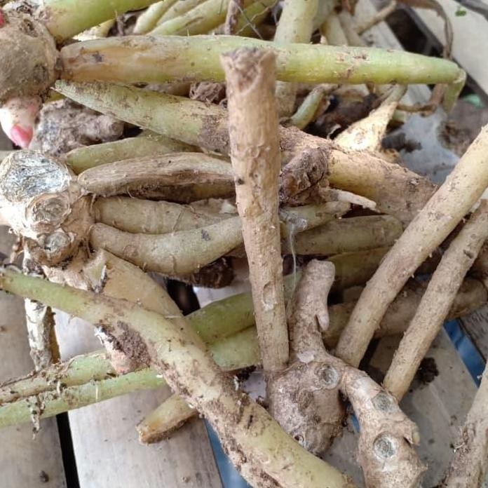 

Terlaris Rd Bibit Tanaman Temu Kunci Herbal