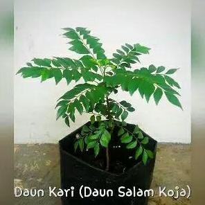 

Terlaris Bibit Tanaman Daun Kari - Salam Soja - Kemuru
