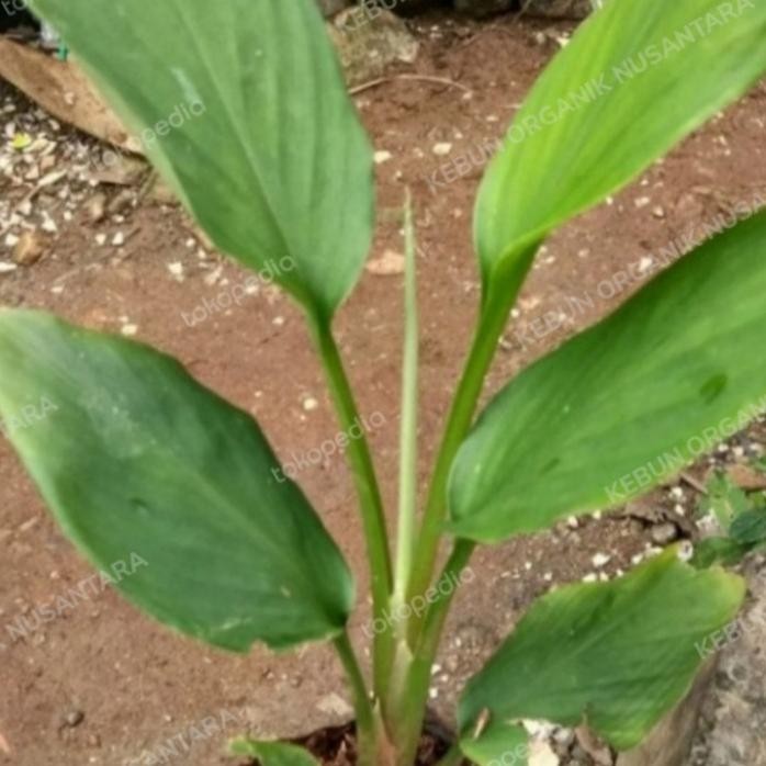 

Terlaris Bibit Tanaman Herbal Temu Kunci/Bibit Temu Kunci