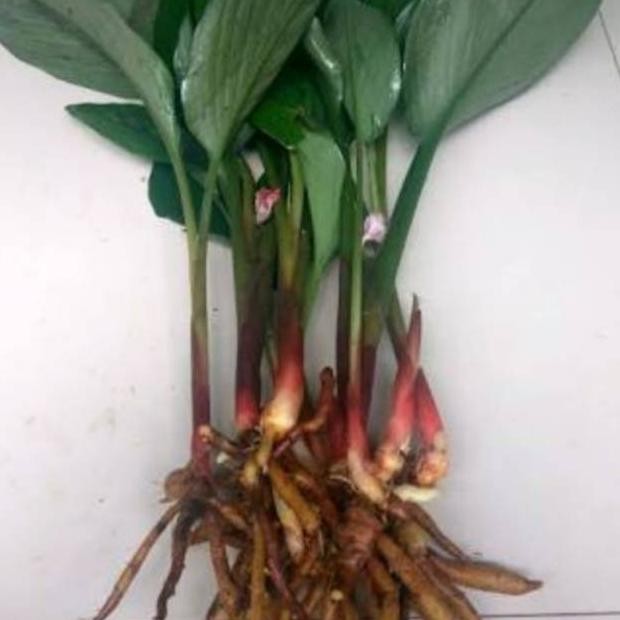 

Terlaris Bibit Temu Kunci Siap Tanam Uthpfm 6652Ih