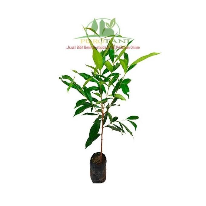 

Terlaris Pohon Bibit Salam Tanaman Bumbu Daun Salam