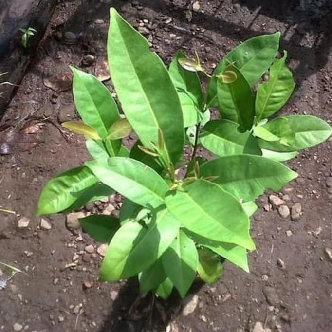 

Terlaris Bibit Tanaman Daun Salam Bumbu Masak