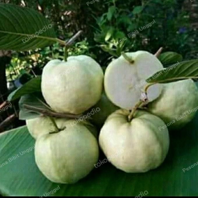 

Terlaris Bibit Tanaman Buah Jambu Kristal Siumik Bangkok Sangat Unggul