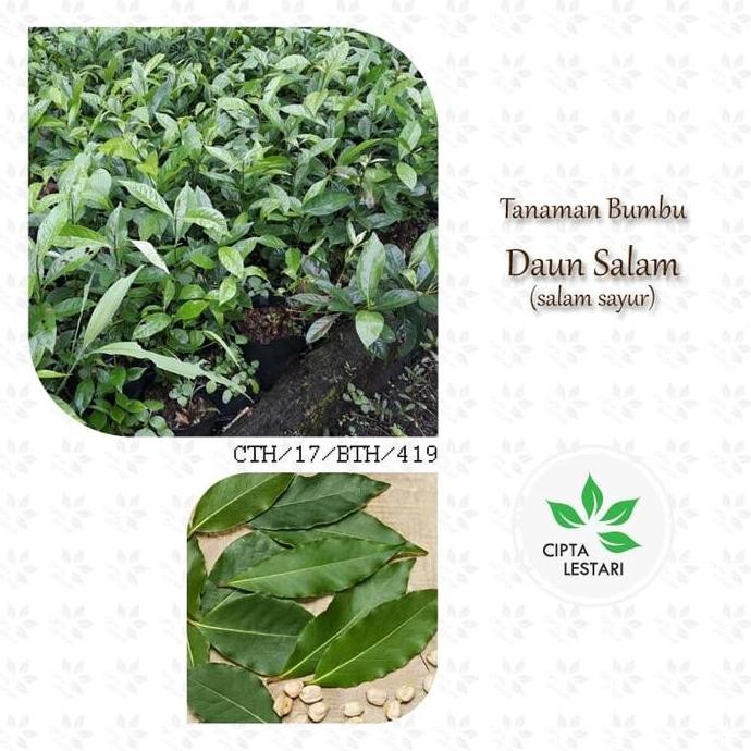 

Terlaris Bibit Daun Salam - Salam Sayur - Herbal