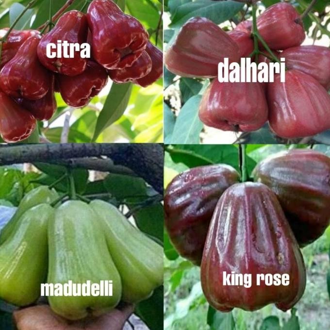 

Terlaris Paket Isi 4 Bibit Jambu Air (Dalhari, Citra, Madu Deli, King Rose)