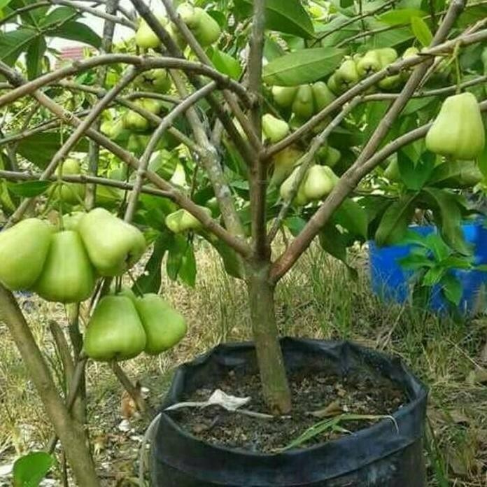

Terlaris Bibit Jambu Madu Deli, Sangat Manis, Sedang Berbunga / Berbuah