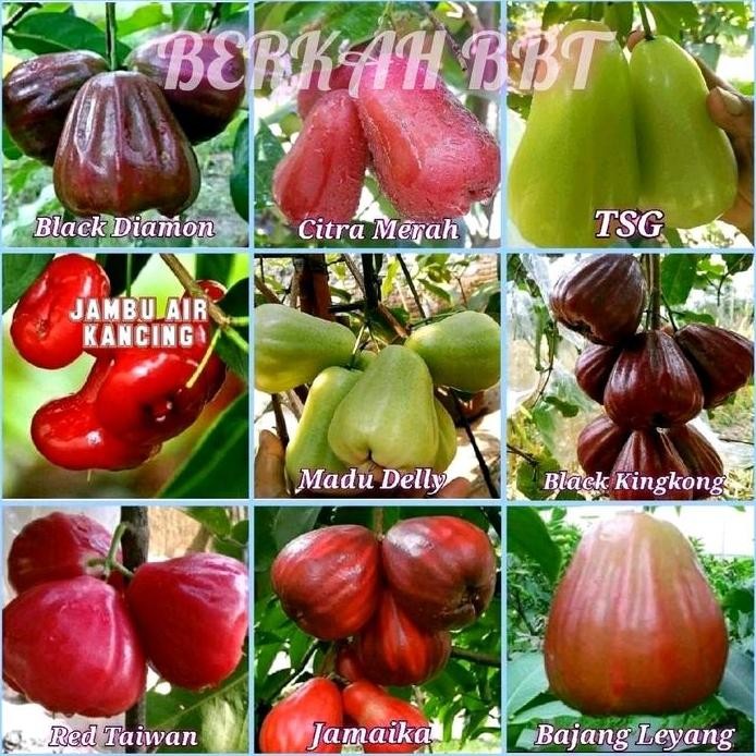 

Terlaris Benih/Bibit Jambu Air Macam" Jenis