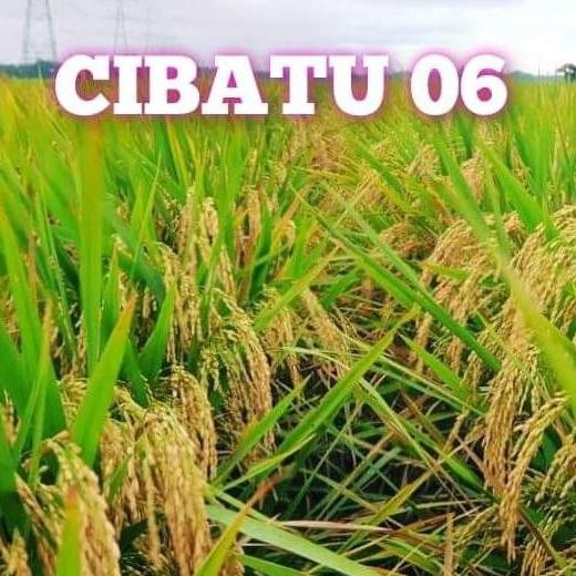 

Terlaris Benih Padi Cibatu 06 5Kg Bobot Mantap