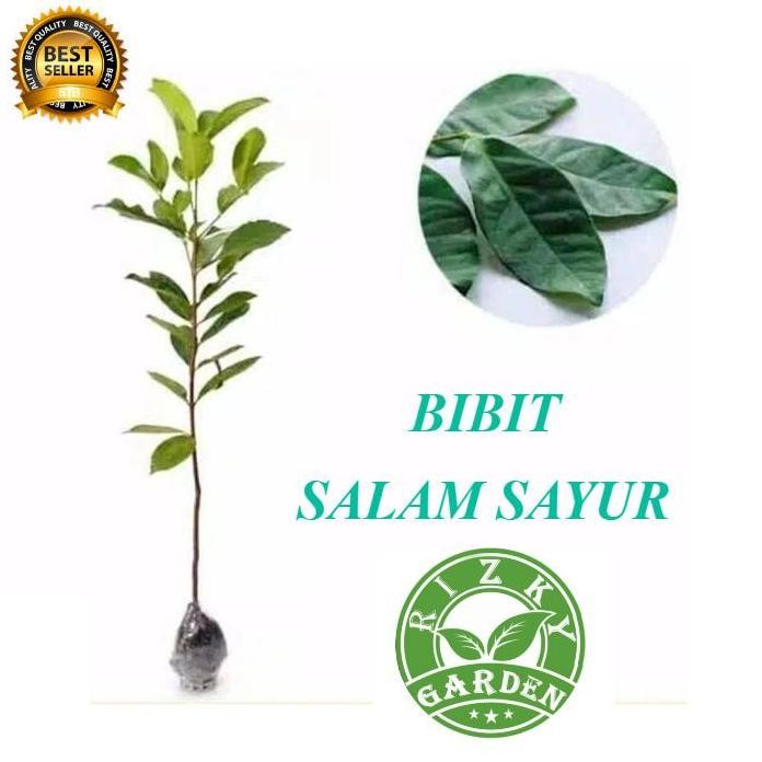 

Terlaris Bibit Pohon Tanaman Daun Salam Sayur