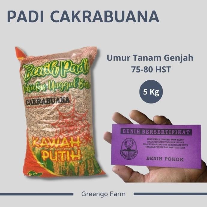 

Terlaris Benih Padi Cakrabuana Agritan Super Jumbo 5Kg Umur Genjah