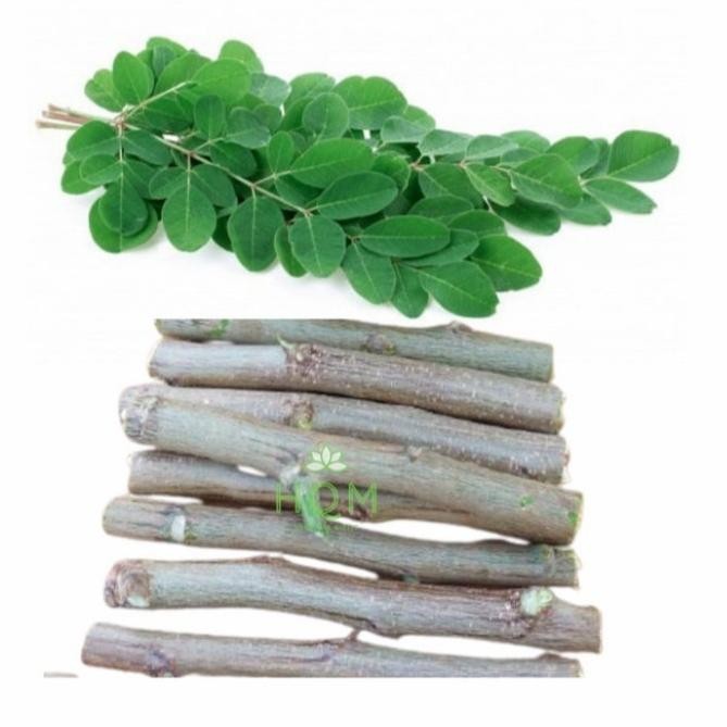 

Terlaris Bibit Stek Pohon Kelor Daun Tanaman Herbal Terlaris