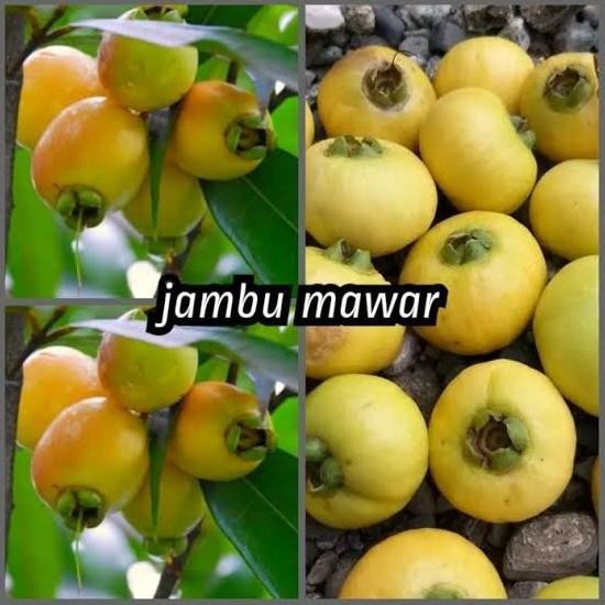 

Terlaris Bibit Jambu Mawar Hasil Cangkok Cepat Berbuah | Bibit Jambu Air Mawar | Tanaman Jambu Keraton Langka