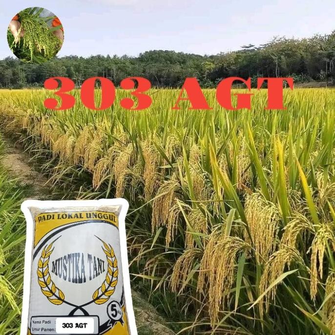 

Terlaris Benih Padi 303 Agt 5Kg Original