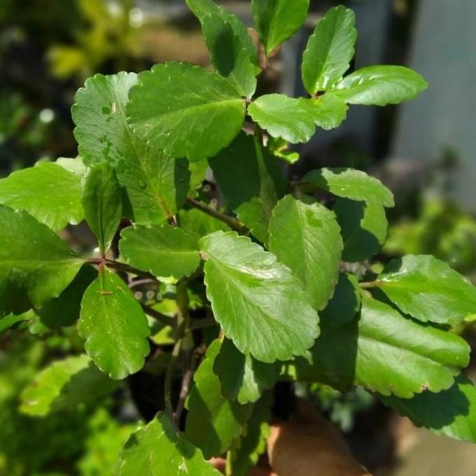 

Terlaris Bibit Tanaman Cocor Bebek/Tanaman Hias-Herbal/Murah Berkualitas