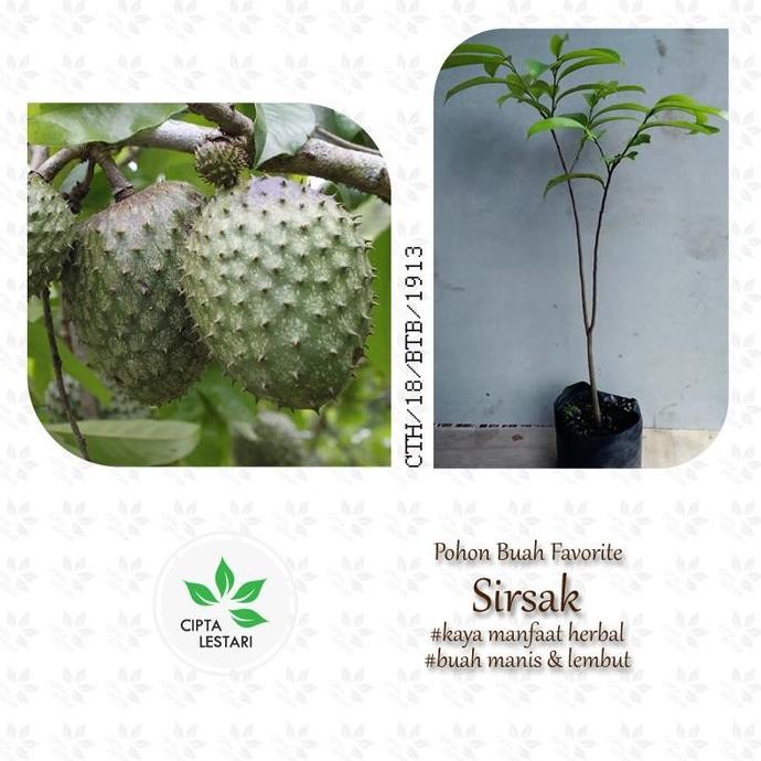 

Terlaris Bibit Pohon Sirsak - Tanaman Buah Dan Daun Herbal