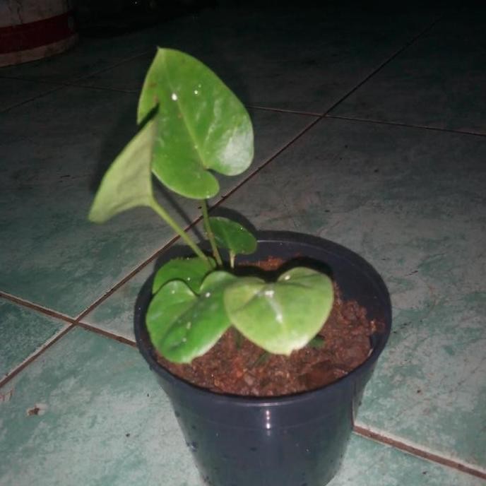 

Terlaris Keladi Tikus / Tanaman Herbal / Organik / Hias Benih Bibit Biji Tunas