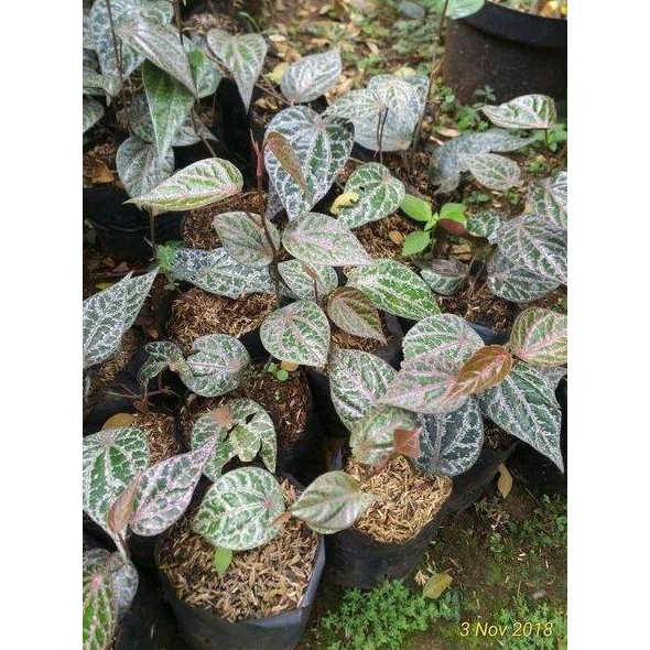 

Terlaris Jual Tanaman Hias Sirih Merah Tanaman Herbal .